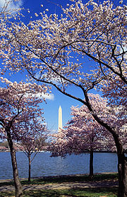 Cerejeiras em Washington, D.C., USA.